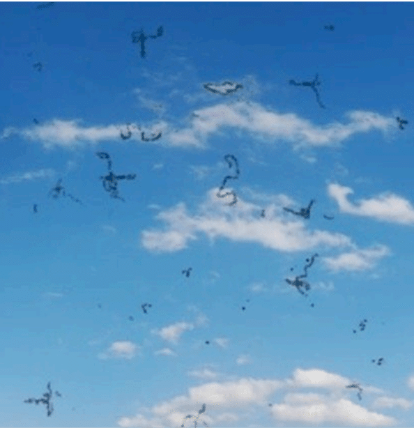 What Are Floaters?